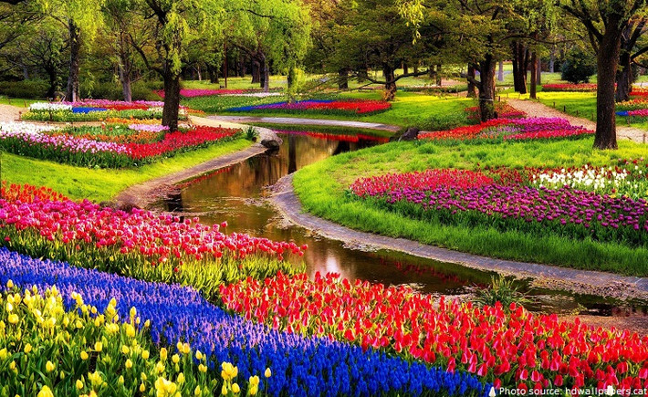 Mỗi năm, hoa tulip lại được trồng mới và theo một chủ đề khác nhau.