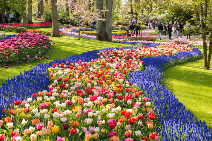 Khu vườn trồng hơn 7 triệu hoa tulip thuộc 100 giống khác nhau.