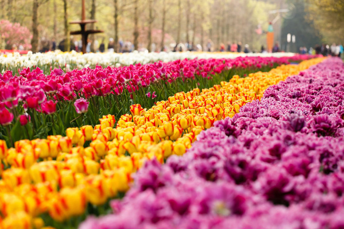 Vườn hoa tulip có 5 khu trưng bày hoa, đặt tên theo các vị vua và nữ hoàng của Hà Lan.
