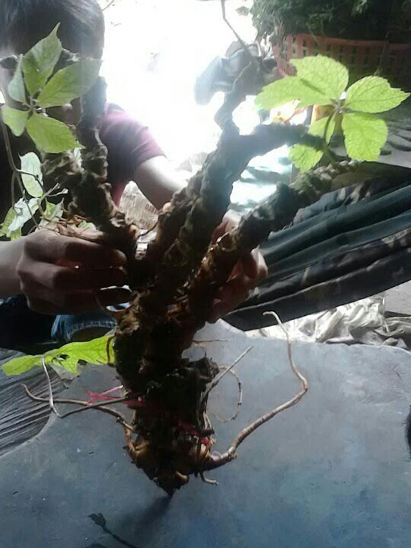 Sau đó, nhiều người ở Hà Nội muốn thương lượng mua lại củ sâm với giá 1 tỷ đồng nhưng vị đại gia Sài Gòn này không bán. Ảnh: Vietnamnet.
