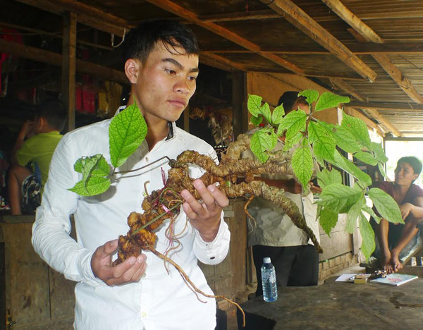 Củ sâm Ngọc Linh cổ 100 năm tuổi này được đại gia Sài Gòn xem như một báu vật vô giá. Ảnh: Vietnamnet.