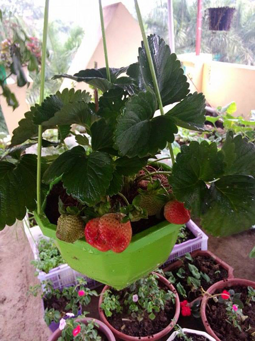 Dâu tây cần chăm sóc đặc biệt nên sử dụng nước sạch tưới vào buổi sáng. Ảnh: Khám phá.