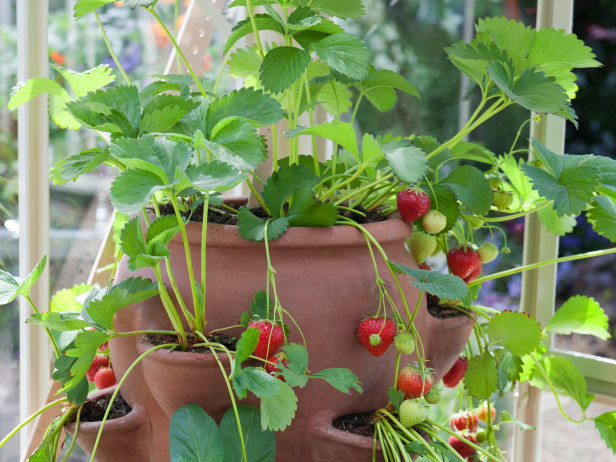 Dâu tây kiểng với cách trồng độc đáo. Ảnh: Self-Sufficient Living.