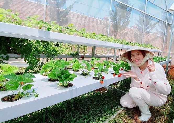 Vừa qua, Lý Nhã Kỳ còn mua một vườn trái cây tại Bà Rịa-Vũng Tàu chỉ để cung cấp trái cây sạch. Trước đó, cô khoe vườn rau sạch của mình được trồng theo kiểu organic ở Đà Lạt. Ảnh: FBNV.