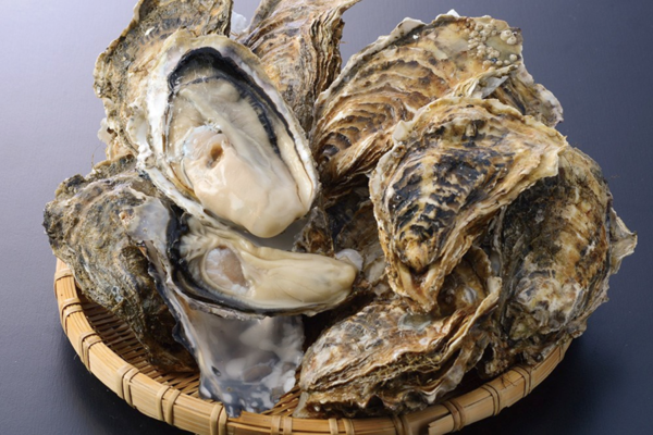 Hàu Nhật Bản được chăm sóc tỉ mỉ, kỹ lưỡng từ khi nuôi trồng cho tới tận tay người tiêu dùng. Ảnh: Daohaisan.