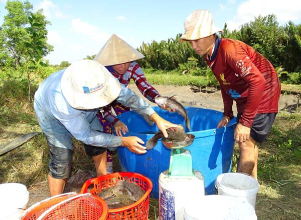 Cá bống tượng từ 1 con/kg trở lên, có giá 520.000 đồng/kg. Ảnh: Cổng TTDDT Cà Mau.