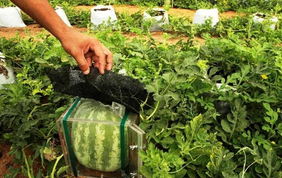 Khuôn tạo hình phải làm bằng chất liệu kính mới đạt được chất lượng cao nhất. Nếu dùng chất liệu khác, dưa hấu dễ bị nứt hoặc đứt cuống.