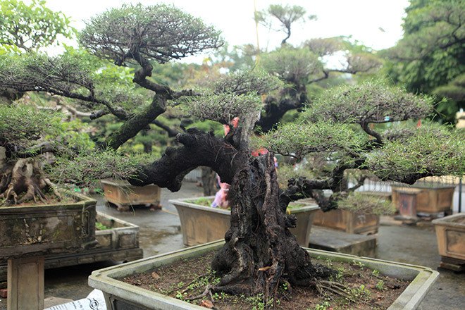 Thân cây phi lao xù xì, in dấu thời gian. Ảnh: Dân Việt.
