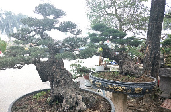 Phi lao kiểng cổ thụ thế xuy phong lạ lùng. Ảnh: Dân Việt.