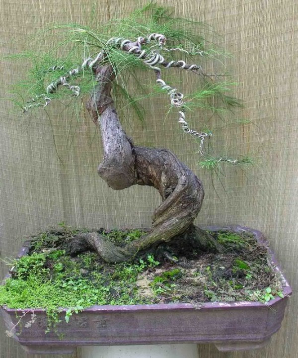 Để tạo được dáng xoắn như thế này, các nghệ nhân phải mất nhiều thời gian và công sức. Ảnh: Caycanhhanoi.