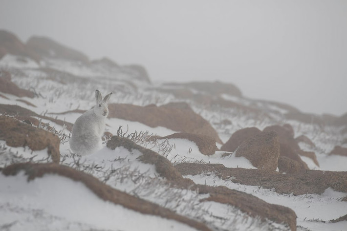 Thỏ rừng đứng trên tuyết trong vườn quốc gia Cairngorms, Scotland. (Nguồn Guardian)