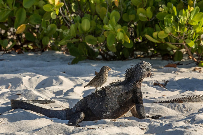 Chim đậu trên lưng cự đà đang nằm tắm nắng tại bãi biển Tortuga Bay ở Galapagos, Ecuador. (Nguồn Guardian)