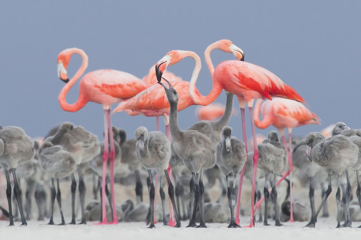 Chim hồng hạc cho đàn con ăn ở Alejandro Prieto Rojas, Mexico. (Nguồn Guardian)