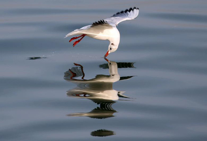 Chim mòng biển bay trên mặt nước ở thành phố Sidon, Li Băng. (Nguồn Guardian)