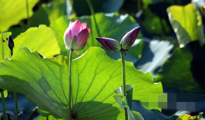 Tùy từng bông xấu hay đẹp, nở đều hay lệch, bông to hay nhỏ mà có giá khác nhau. Ảnh: Báo Công thương