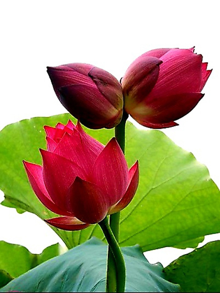 Trong khi sen bách diệp, sen bạch liên, sen hồng... bán tràn ngập thị trường với giá chỉ từ 5.000-10.000 đồng/bông thì sen Tịnh Đế (một đế 2 bông) có giá lên tới 250.000 - 300.000 đồng/cành. Ảnh: Báo Công Thương