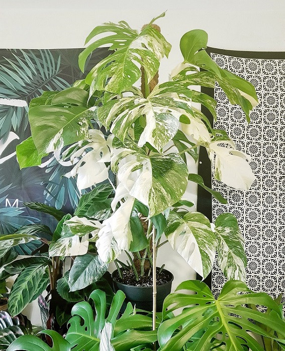 Khi đã có điều kiện, Việt Đàm mới mạnh dạn đầu tư những loại cây đắt đỏ hơn. Ảnh: Viet Dam