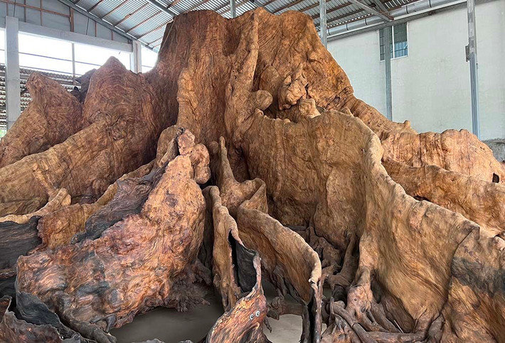 Có người từng trả giá đến 35 tỷ đồng nhưng ông Kiên chưa bán. Lý do bởi ông Kiên coi gốc bàng là một kỷ niệm đẹp, cơ duyên hiếm có trong đời làm cây cảnh của mình. Ảnh: Vietnamnet
