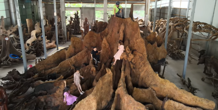 Năm 2014, khi đi ngang qua Đình Thần ở ấp Phụng Tường 1, xã Song Phụng, huyện Long Phú, ông thấy có hai cây bàng đá rất lớn, trong số đó có một cây chết khô, nhiều cành bị mục nên ghé lại xem. Ảnh: Vietnamnet