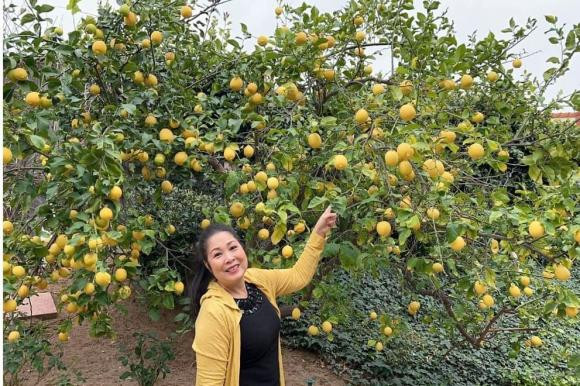 Nghệ sĩ Hồng Vân tự hào trước sân vườn có nhiều loại cây ăn trái trĩu quả.