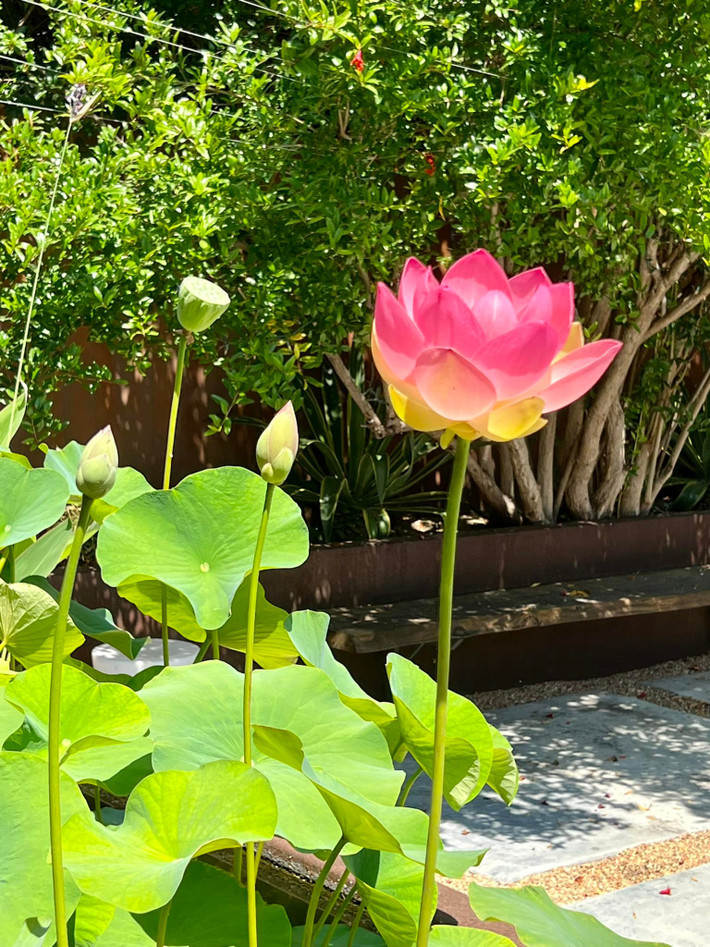 Để được thưởng thức vẻ đẹp của hoa sen, Dương Mỹ Linh phải mua đấy phù hợp, bón phân chuyên dụng vào tháng 3 hàng năm để cây ra hoa vào tháng 6-7.