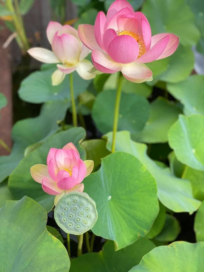 Mỹ Linh cho biết xin giống sen từ một người bạn. Sen khi nở có màu hồng đậm rồi nhạt dần, khi gần rụng sẽ có màu trắng ngà.