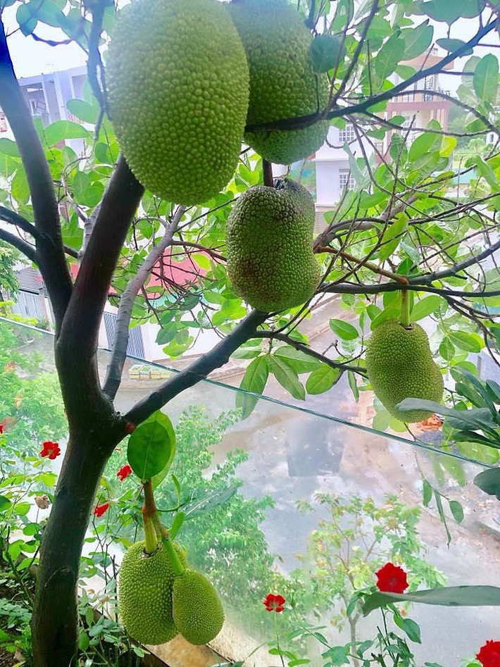 Mít Thái trồng ban công sai trĩu quả.