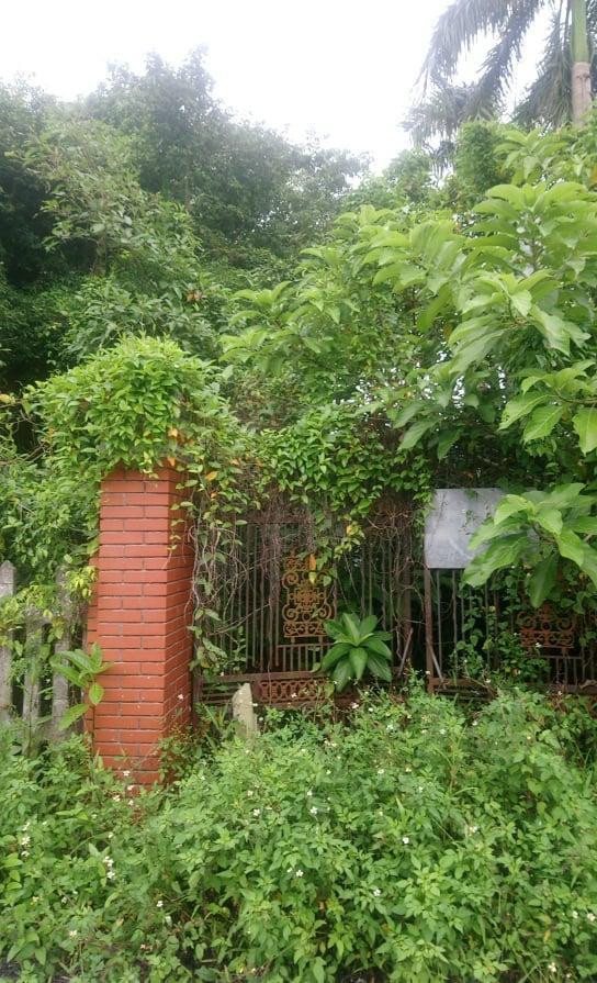 Sau nhiều năm không có người ở, cỏ dại um tùm bao trùm căn nhà cũ của gia đình Việt Anh. Ảnh: Tiền phong