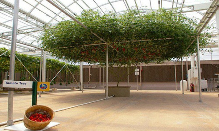 Heirloom Tomato là cây lai ghép mọc lên từ một gốc cây và bò rộng trên giàn mắt cáo. Ảnh: Oddity Central