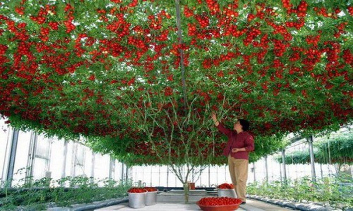 Theo Oddity Central, cây cà chua Heirloom Tomato hay còn gọi cà chua bạch tuộc có tán vươn rộng khoảng 40 - 50 m2 và cho năng suất hàng chục nghìn quả mỗi lần thu hoạch. Ảnh: Oddity Central