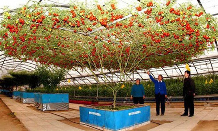 Cây cà chua trải qua 1,2 - 1,5 năm để phát triển đầy đủ. Ảnh: Oddity Central