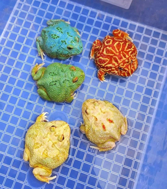 Cả ba dòng này đều là ếch nhập ngoại. Giá của mỗi chú ếch phụ thuộc vào màu sắc, kích thước, trọng lượng và thần thái. Ảnh: Plo
