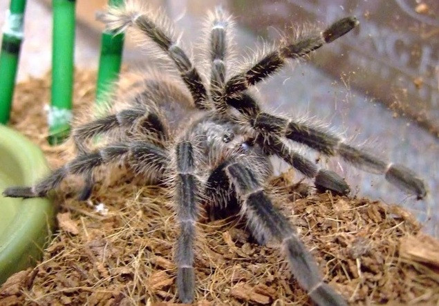 Không chỉ thế, loài nhện khổng lồ Tarantula đáng sợ cũng được nhiều dân chơi sinh vật cảnh “chuộng” mua làm thú cưng trong nhà. Ảnh: Dân trí