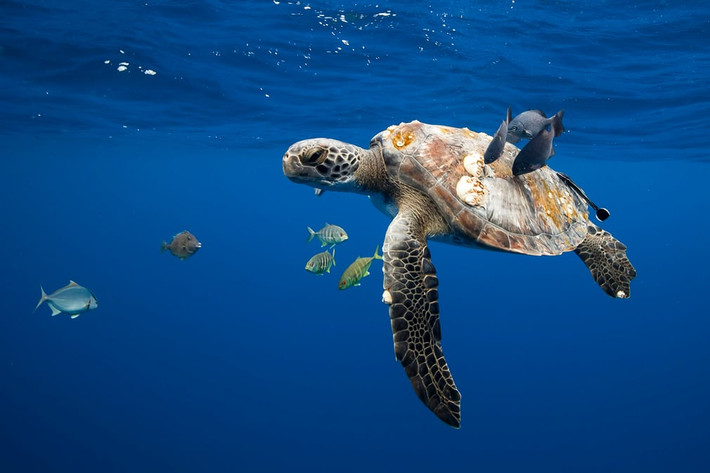 Rùa biển được cá làm sạch mai ở ngoài khơi bờ biển Mexico. (Theo Guardian)