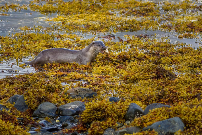 Rái cá ngậm con mồi trong miệng khi di chuyển qua đám rong biển trên đảo Mull, Scotland. (Theo Guardian)
