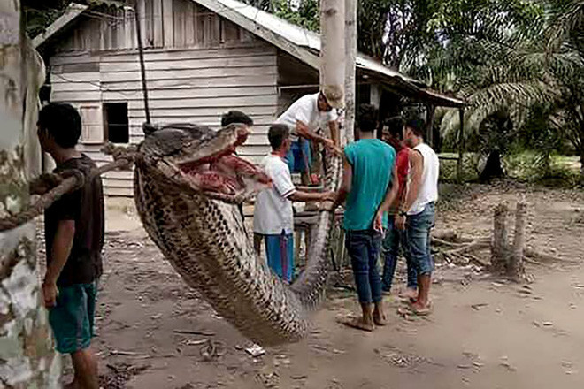 Người dân đứng cạnh con trăn khổng lồ dài gần 8m, bị giết sau khi nó tấn công một người đàn ông ở Batang Gansal, Sumatra, Indonesia. (Theo Guardian)