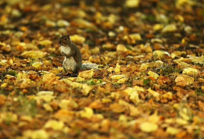 Sóc đứng giữa đám lá mùa thu trong công viên Phoenix ở Dublin, Ireland. (Theo Guardian)