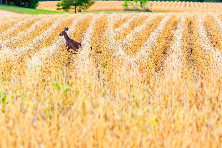 Hươu đuôi trắng chạy trên cánh đồng đậu tương ở Wisconsin, Mỹ. (Theo Guardian)