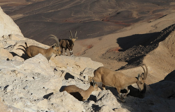 Sơn dương Nubia đi kiếm ăn gần Mitzpe Ramon, miền nam Israel. (Theo Guardian)