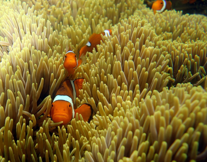 Cá hề bơi giữa rạn san hô ở ngoài khơi đảo Russell ở Queensland, Australia. (Theo Guardian)