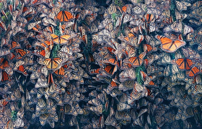 Cảnh tượng hàng nghìn con bướm chúa được ghi lại bởi nhiếp ảnh gia Tim Flach. (Nguồn Guardian)
