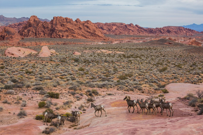 Cừu Bighorn đi trong vườn quốc gia Thung lũng Lửa ở bang Nevada, Mỹ. (Nguồn Guardian)