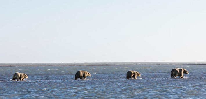 Gấu tuyết mẹ và đàn con đi trên vùng nước nông tại vùng biển Beaufort ở Kaktovik, Alaska, Mỹ. (Nguồn Guardian)