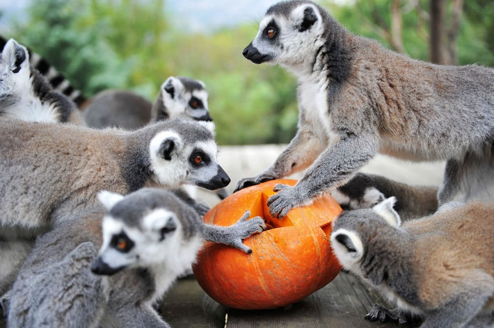 Vượn cáo đuôi nhẫn ăn bí ngô vào dịp lễ Halloween trong công viên động vật hoang dã Thanh Đảo, tỉnh Sơn Đông, Trung Quốc. (Nguồn Guardian)