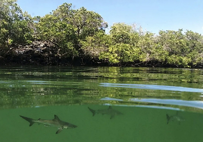 Cá mập đầu búa được phát hiện ở ngoài khơi đảo Santa Cruz thuộc quần đảo Galapagos, Ecuador. (Nguồn Guardian)
