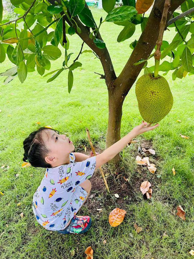 Trong vườn, Ốc Thanh Vân còn trồng các loại cây ăn trái.