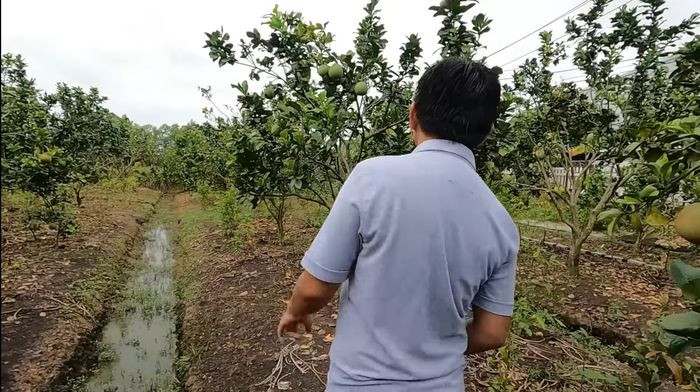 Theo một đoạn Vlog được đăng tải cách đây không lâu, khu vườn được xây dựng lại từ mảnh ruộng từng dùng để trồng lúa nên kích thước lên đến vài trăm m2. Ảnh: YouTube Vương Phạm