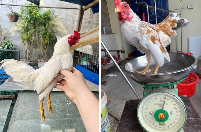 Giống gà tí hon này được nhiều người Hà Nội ưa chuộng bởi dễ chăm lại phù hợp với điều kiện thời tiết ở miền Bắc. Ảnh: Dân trí