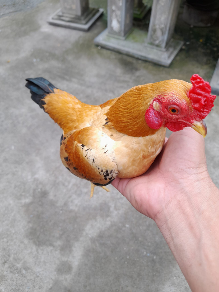 Gà tre Bắc (hay còn gọi gà tre Bắc tít) bắt nguồn từ giống gà tre đặc thù của miền Bắc. Loại gà này có kích thước nhỏ, trung bình khoảng 300g. Ảnh: Facebook
