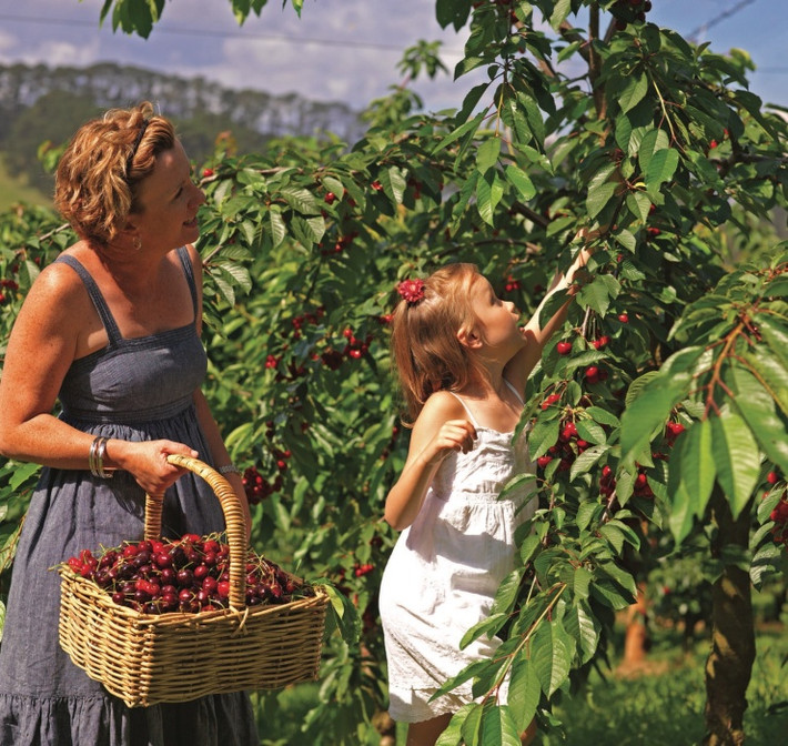 Trong khi đó, tại Mỹ và một số nước châu Âu, cherry được trồng phổ biến dọc đường để tạo bóng mát. Ảnh: Getty